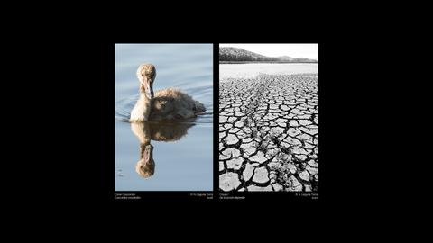 La imagen muestra un cisne en el agua a la izquierda y un paisaje árido y agrietado a la derecha.