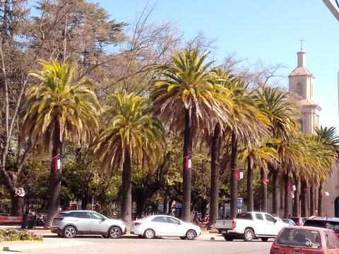 Una avenida adornada con palmeras y un edificio con campanario al fondo.