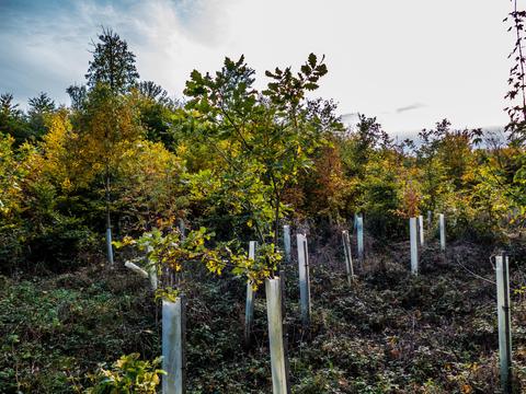 Un paisaje de un bosque donde se están plantando árboles jóvenes rodeados de una vegetación colorida en otoño.