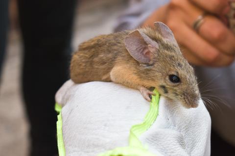Una pequeña ratita encima de un guante blanco.