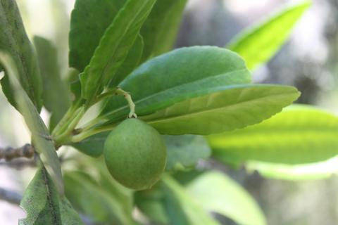 Una rama con hojas verdes y un pequeño fruto redondo en desarrollo.