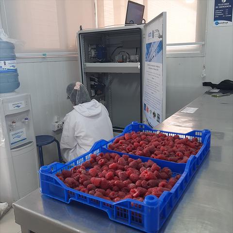 En la imagen se observa a una persona con bata de laboratorio sentada frente a un equipo, mientras en primer plano hay dos cajas azules con frambuesas.