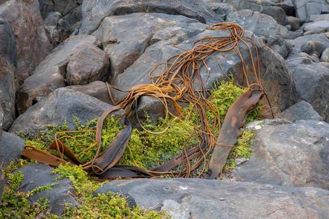 Cuerdas y materiales orgánicos descansan sobre rocas y vegetación en la costa.