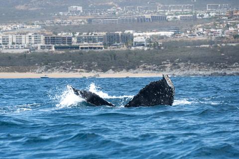 En la imagen se puede ver la cola de una ballena saliendo del agua en medio de un paisaje costero.