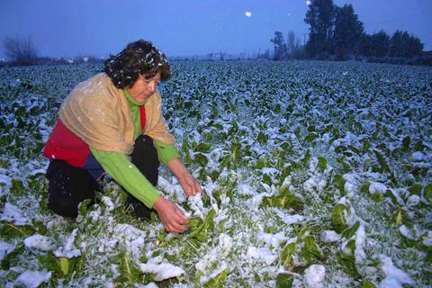 Una mujer cosechando vegetales en un campo cubierto de nieve durante la noche.
