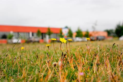 Una vista de flores amarillas en un campo con un edificio de fondo.