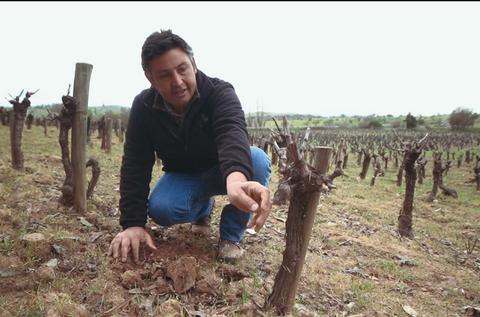 Un hombre está examinando las raíces de una planta de viña en un viñedo.