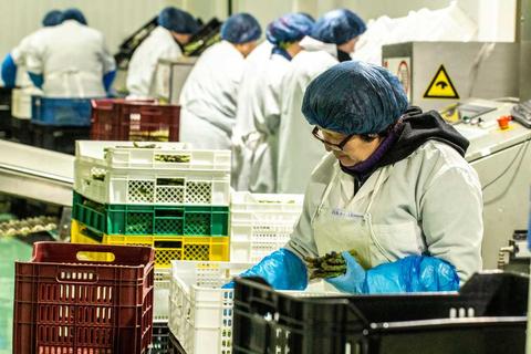 En una planta de procesamiento, trabajadores en conjunto elaboran productos en cajas plásticas.