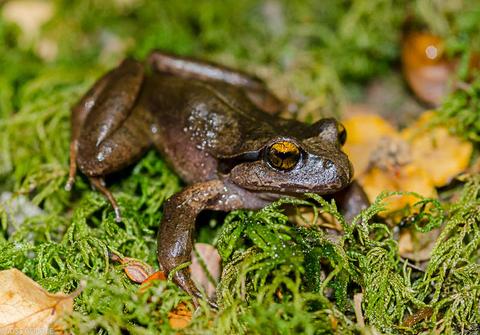 Una rana posada sobre un lecho de musgo y hojas secas.