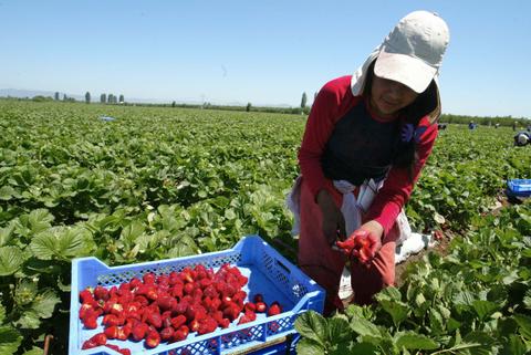 Una mujer cosechando fresas en un campo verde.
