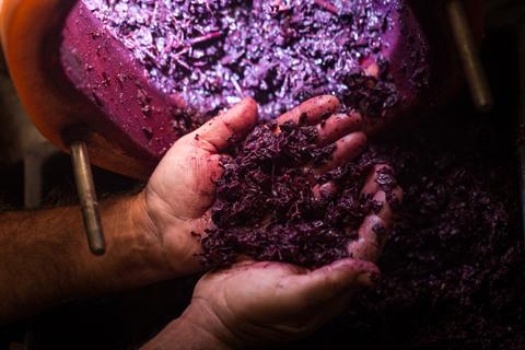 Unas manos sosteniendo granos de uva triturados en un proceso de vinificación.