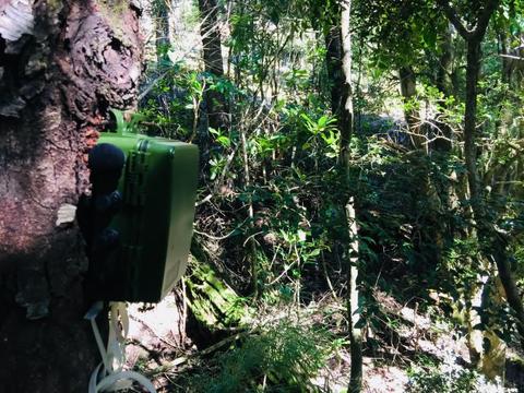 Caja verde camuflada en un árbol en un bosque.