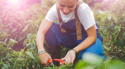 Una mujer trabaja en el campo recolectando pimientos frescos.