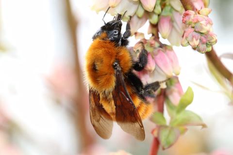 Una abeja visitando una flor en un entorno natural.
