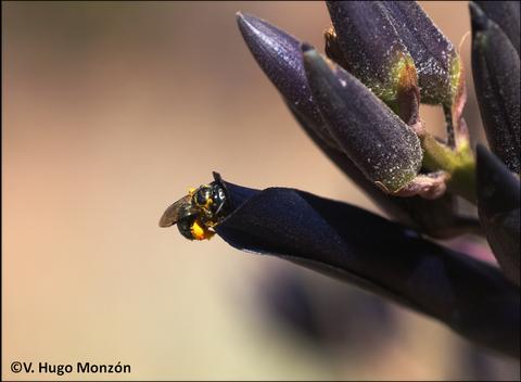 Una abeja recogiendo polen de una flor oscura.
