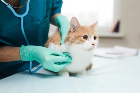 Un veterinario revisa a un gato en una consulta médica.