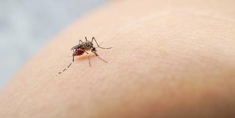 Un mosquito está posado sobre la piel humana.