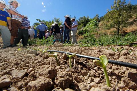 Un grupo de personas observa un campo con plantas jóvenes en un día soleado.