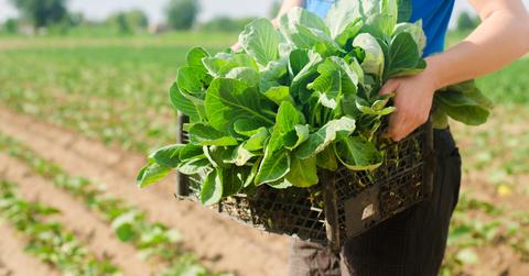 Una persona sostiene una caja llena de lechugas frescas en un campo de cultivo.