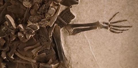 La imagen muestra un fósil de un dinosaurio con su esqueleto parcialmente expuesto.