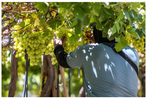 Una persona cosechando uvas en un viñedo chileno.