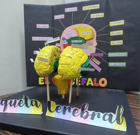 Modelo a escala que representa el cerebro humano con etiquetas que indican diferentes áreas funcionales.