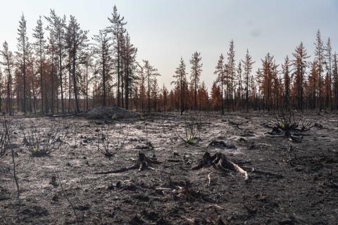 El paisaje muestra un área quemada por incendio, con árboles ennegrecidos y algunos brotes de nueva vegetación.