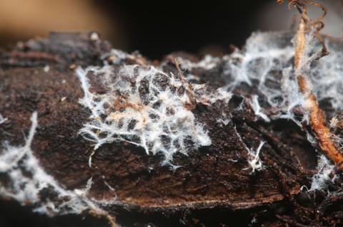 La imagen muestra un primer plano de un tronco cubierto de un hongo blanco y filamentosos.