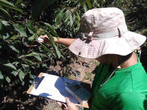 Una persona está inspeccionando hojas de un árbol mientras toma notas en una libreta.