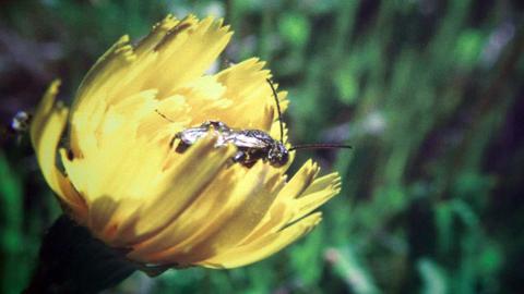 Un insecto posado sobre una flor amarilla.