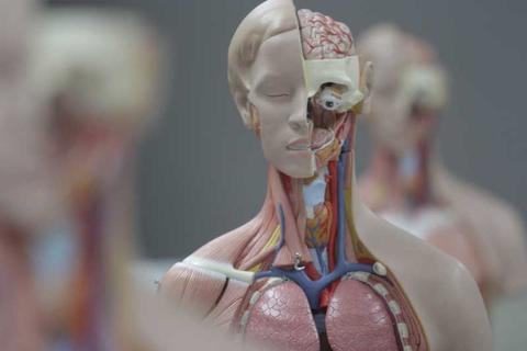 La imagen muestra un modelo anatómico humano que revela detalles internos del sistema circulatorio y respiratorio.
