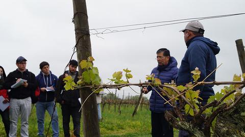 Un grupo de personas escucha atentamente a un instructor en un viñedo.