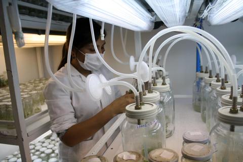 Una científica trabaja con frascos en un laboratorio de cultivo de plantas.