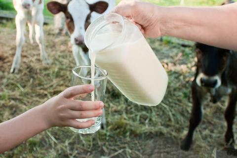Una persona vierte leche fresca en un vaso que sostiene un niño, mientras algunas vacas observan en el fondo.