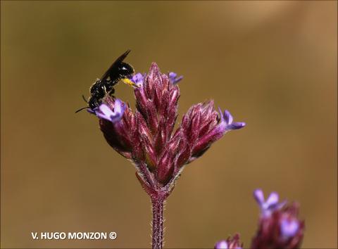 Una abeja se posa sobre una flor morada.
