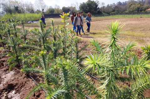 Grupo de personas caminando entre plantas en un terreno cultivado.