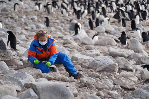 Una persona se encuentra sentada en un entorno rocoso rodeada de pingüinos.