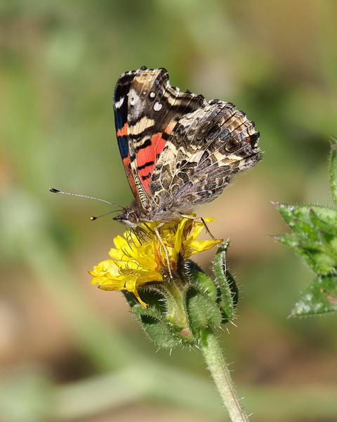 Una mariposa posada sobre una flor amarilla.