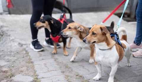 Un grupo de tres perros paseando por un lugar tranquilo.