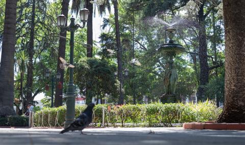 Una plaza llena de árboles y una fuente en el centro, con una paloma caminando por el suelo.