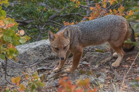 Un zorro se mueve entre las rocas y los arbustos en un entorno natural.