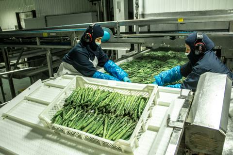 Trabajadores en una planta de procesamiento manipulan espárragos.