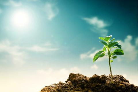 Una pequeña planta crece en la tierra bajo un cielo brillante.