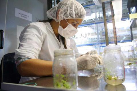 Una científica trabaja en un laboratorio manipulando frascos con plantas.