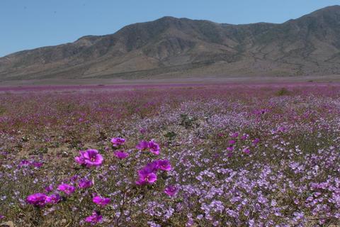 Un extenso campo cubierto de flores moradas bajo un cielo despejado y montañas al fondo.