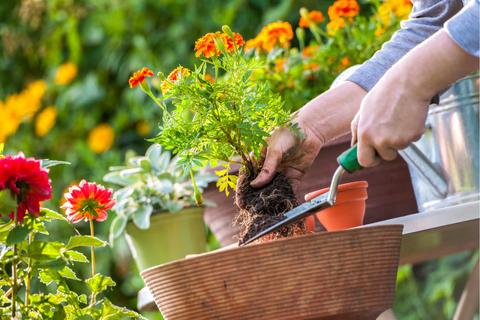 Una persona está plantando una maceta con flores de colores en un jardín.