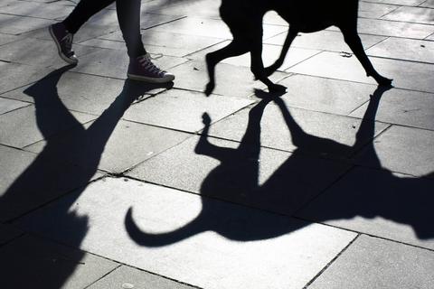 La imagen muestra la sombra de una persona caminando junto a un perro sobre un pavimento luminoso.
