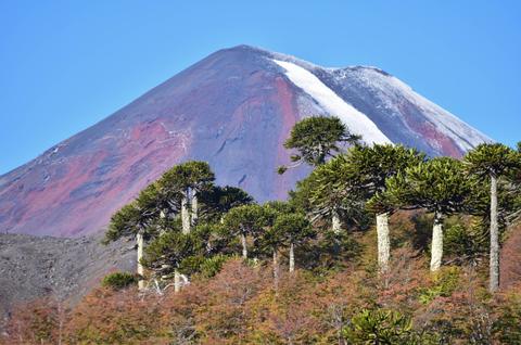 Una vista del volcán Lanín con árboles de la especie araucaria en primer plano.