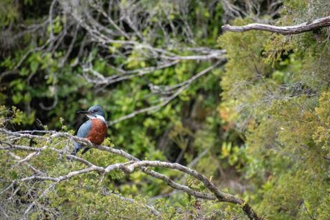 Un ave de plumaje azul y naranja posada en una rama de un árbol entre un fondo verde de vegetación.