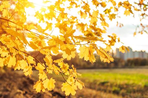 Un ramo de hojas amarillas brillando bajo la luz del sol en un paisaje otoñal.